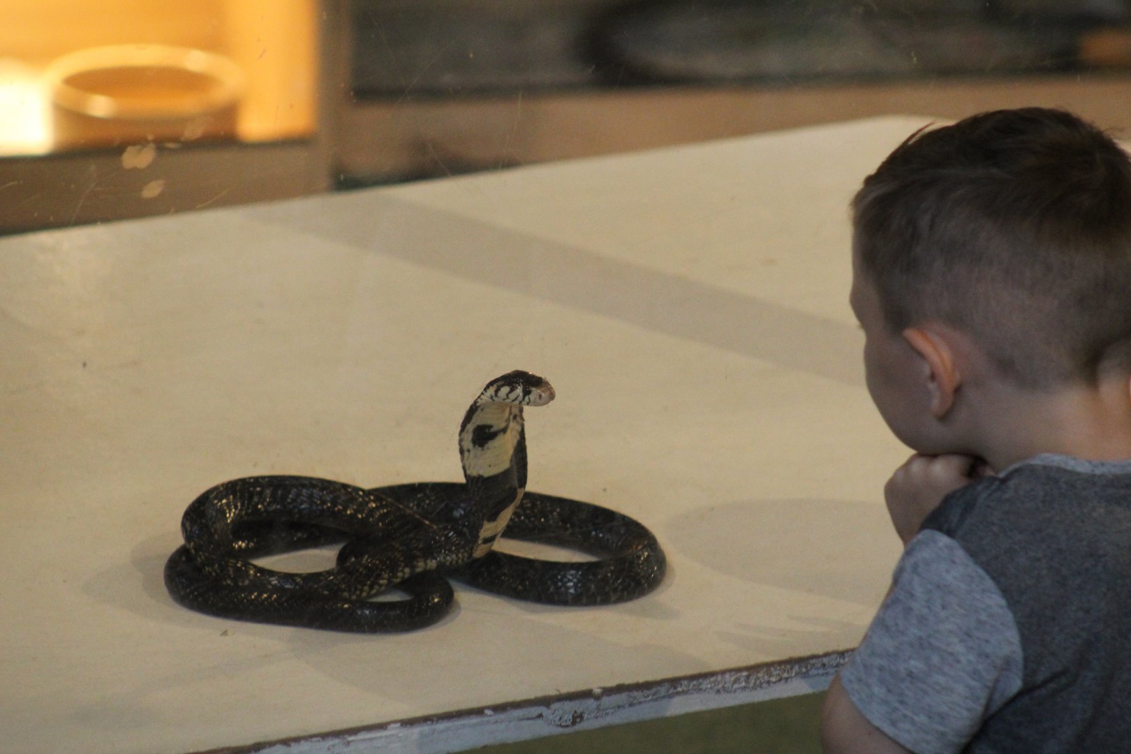 The Cobra and The Child