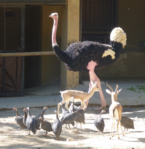 The Cohort of the Ostrich