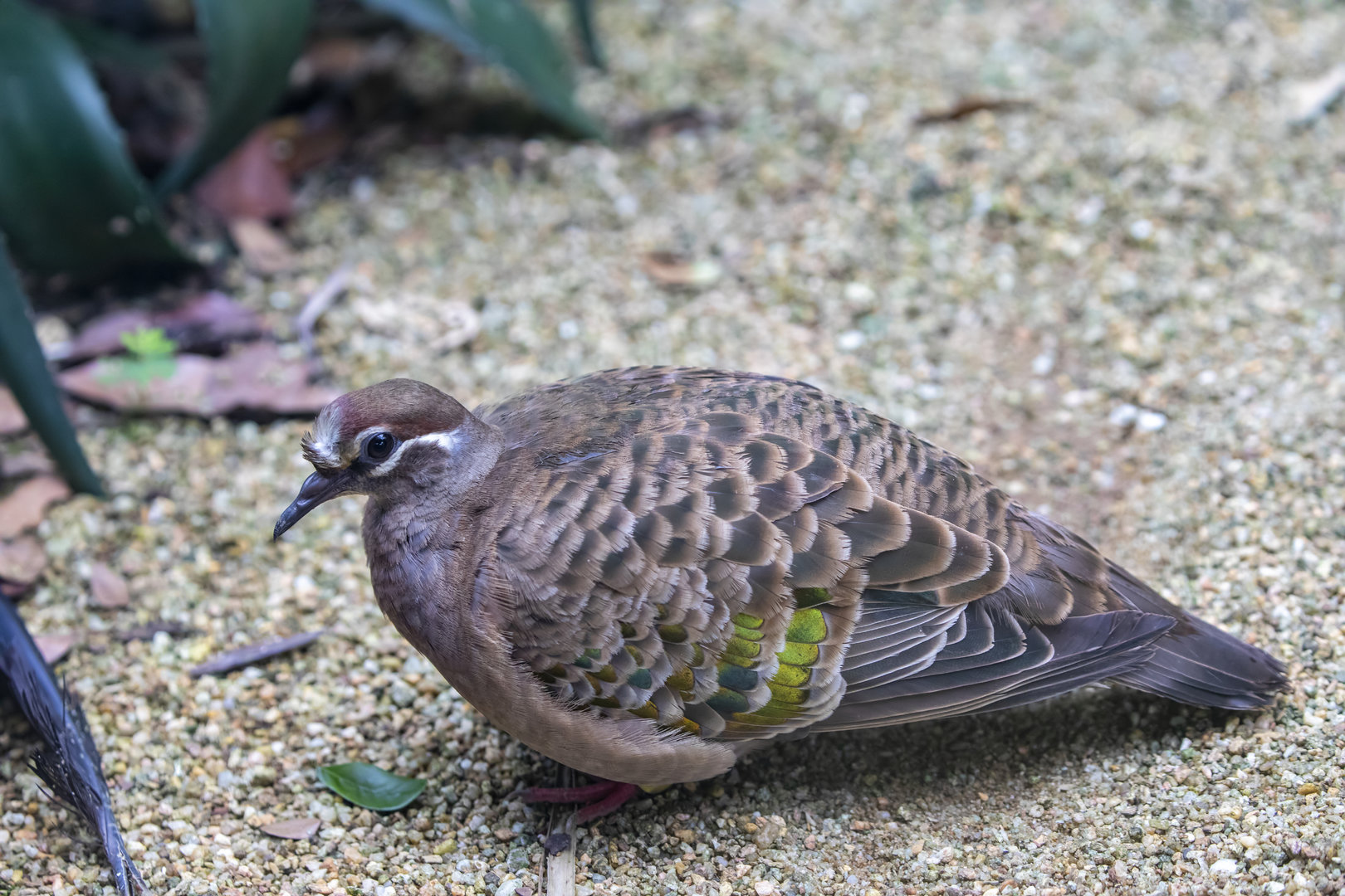 The common bronzewing (Phaps chalcoptera)