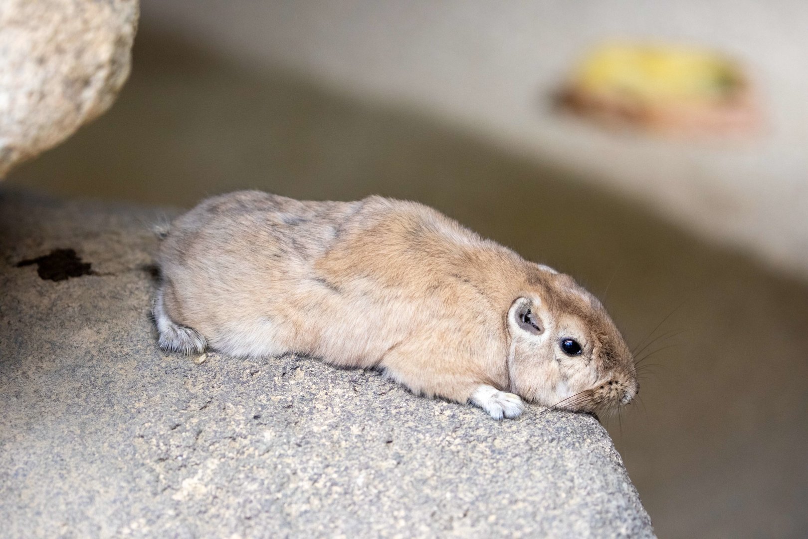 The common gundi (Ctenodactylus gundi)