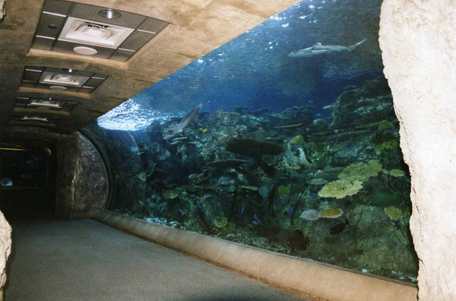 The Coral Reef Tunnel