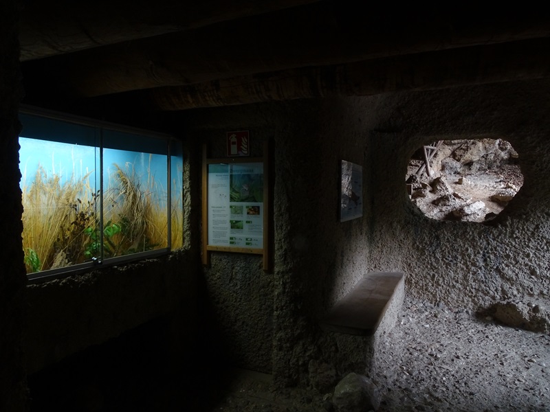 The 'cove' with harvest mice and viewing into the otter and chamois enclosure