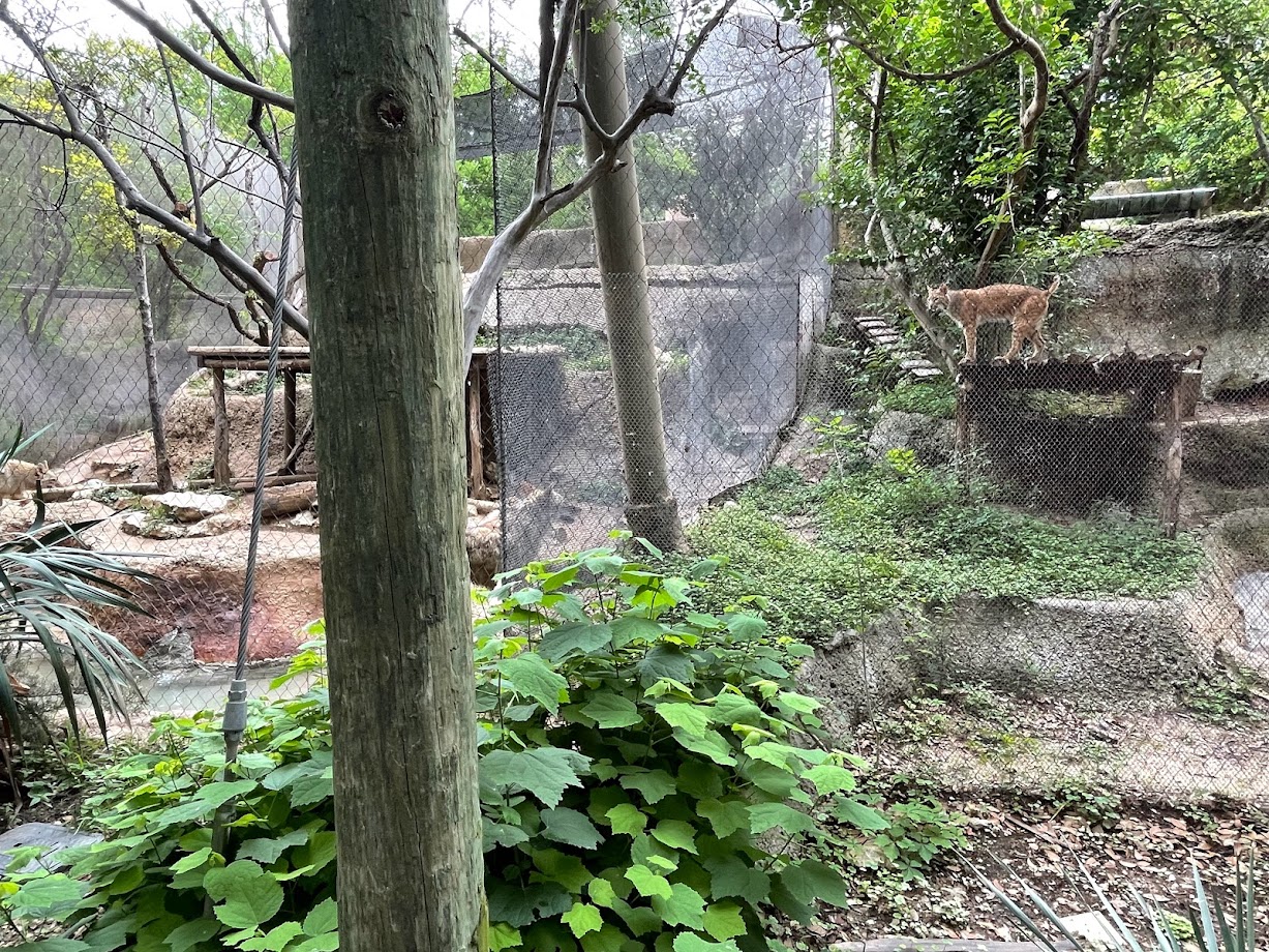 The Coyotes and the Bobcat