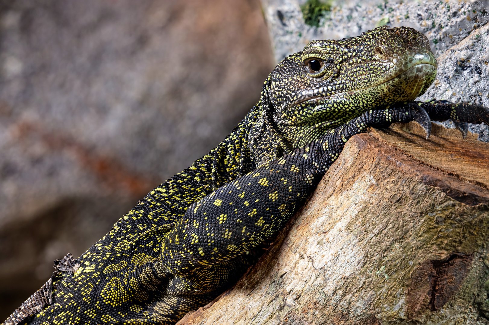 The crocodile monitor (Varanus salvadorii)