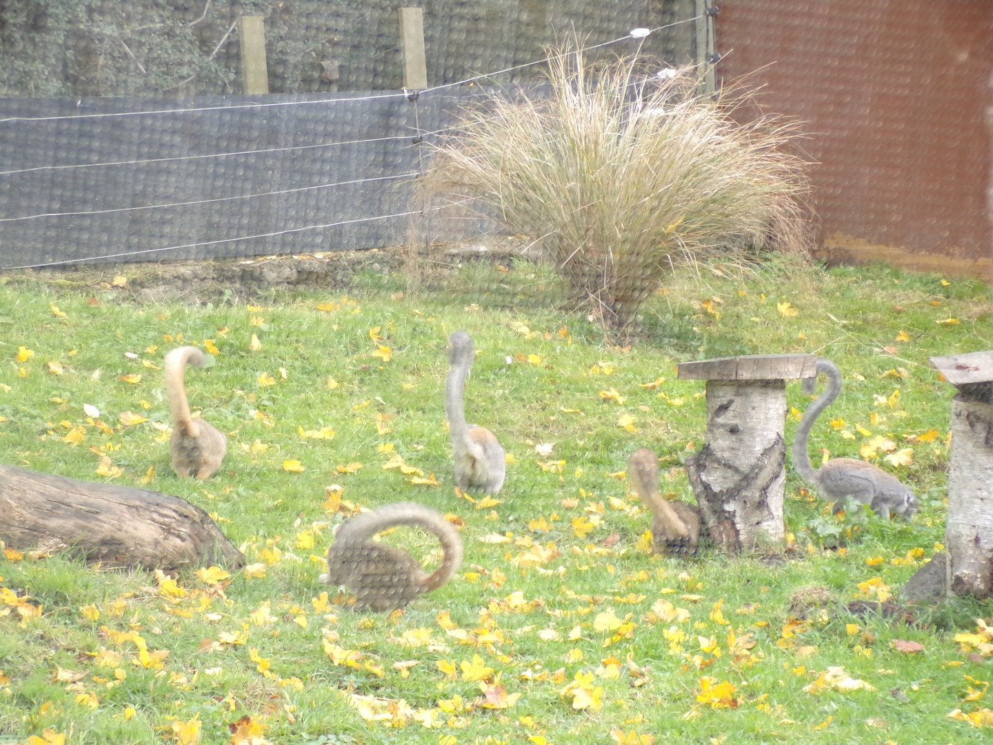 The crowned lemur group