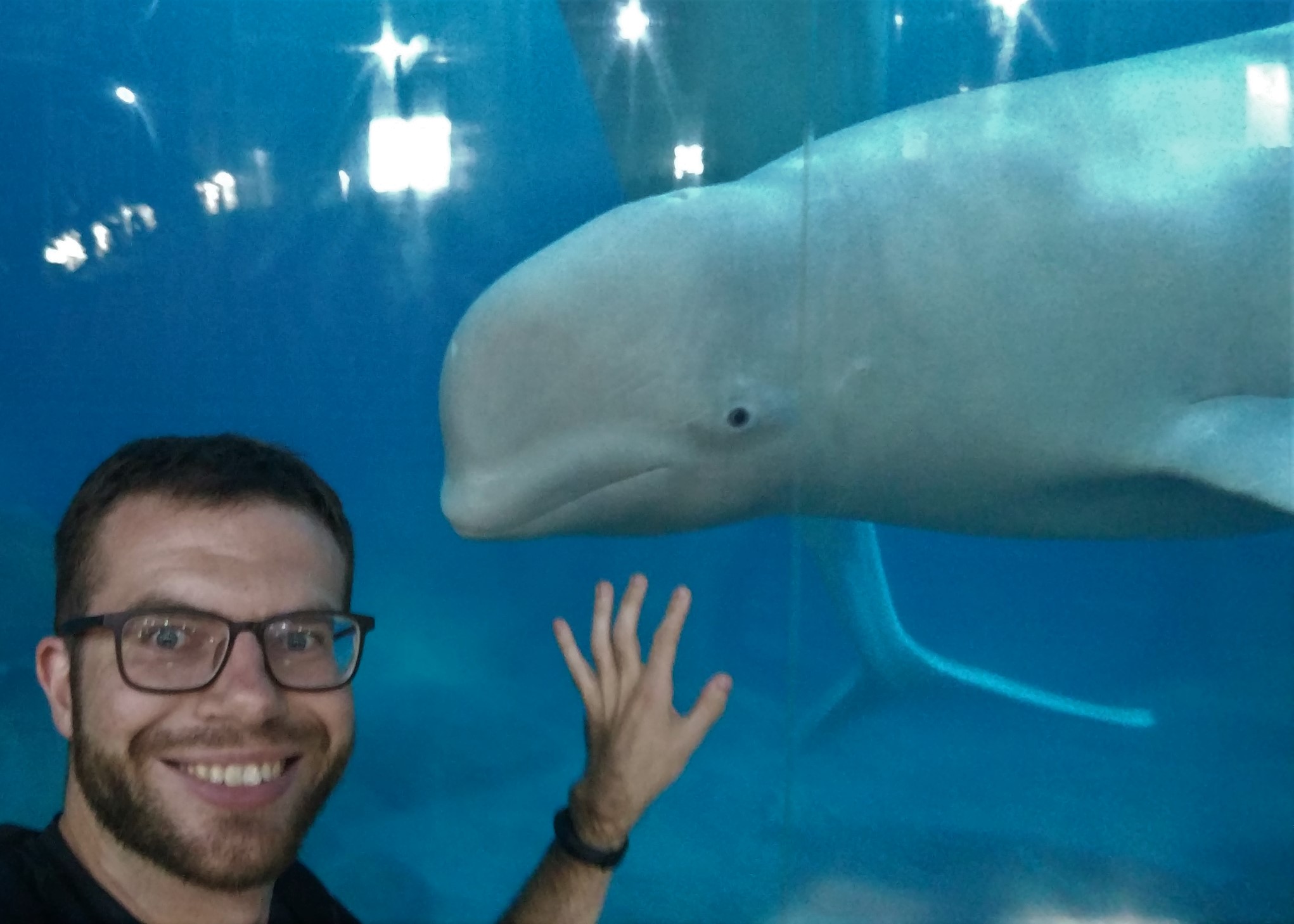The Curious Beluga and I