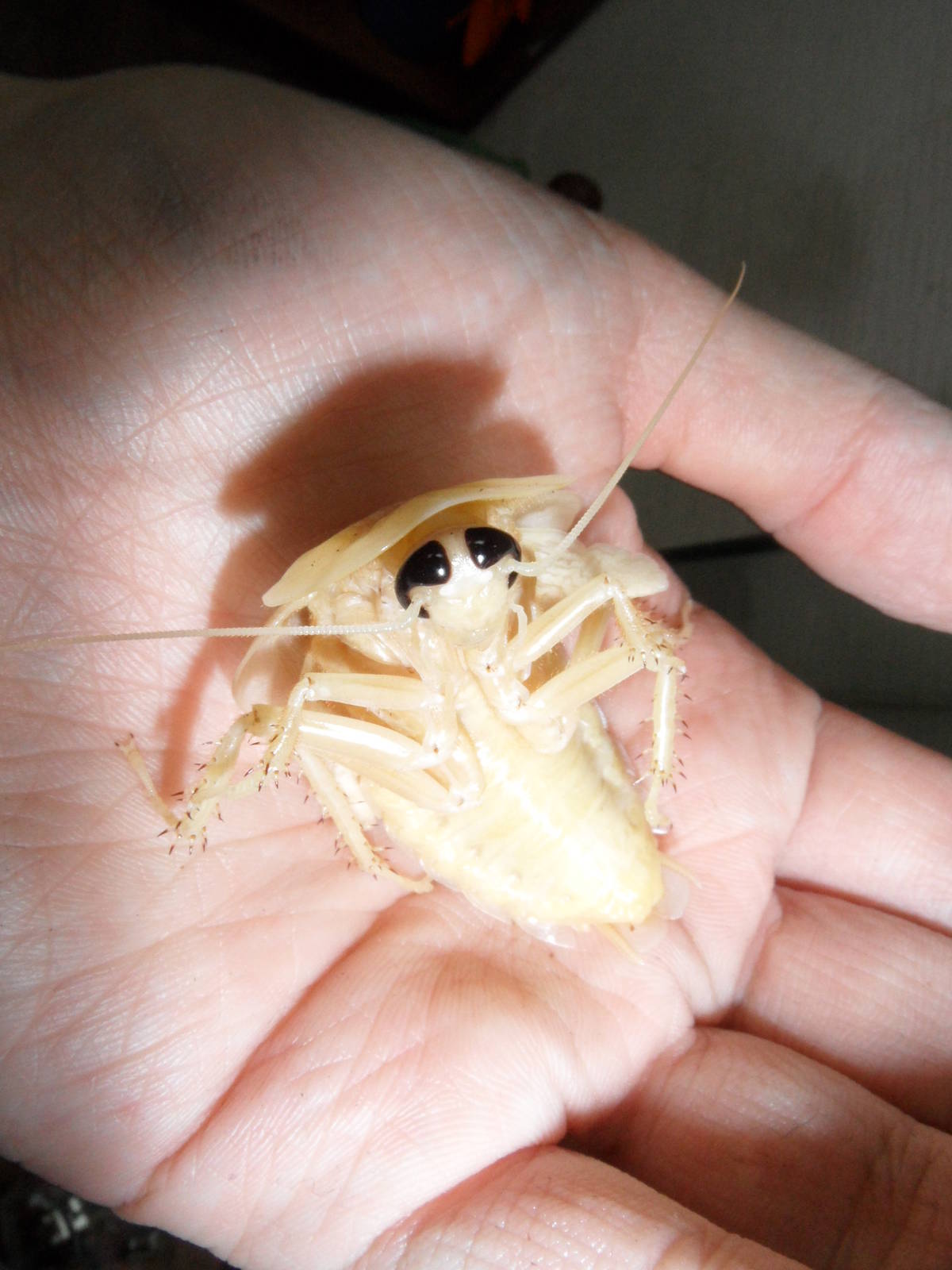 The cutest cockroach ever!