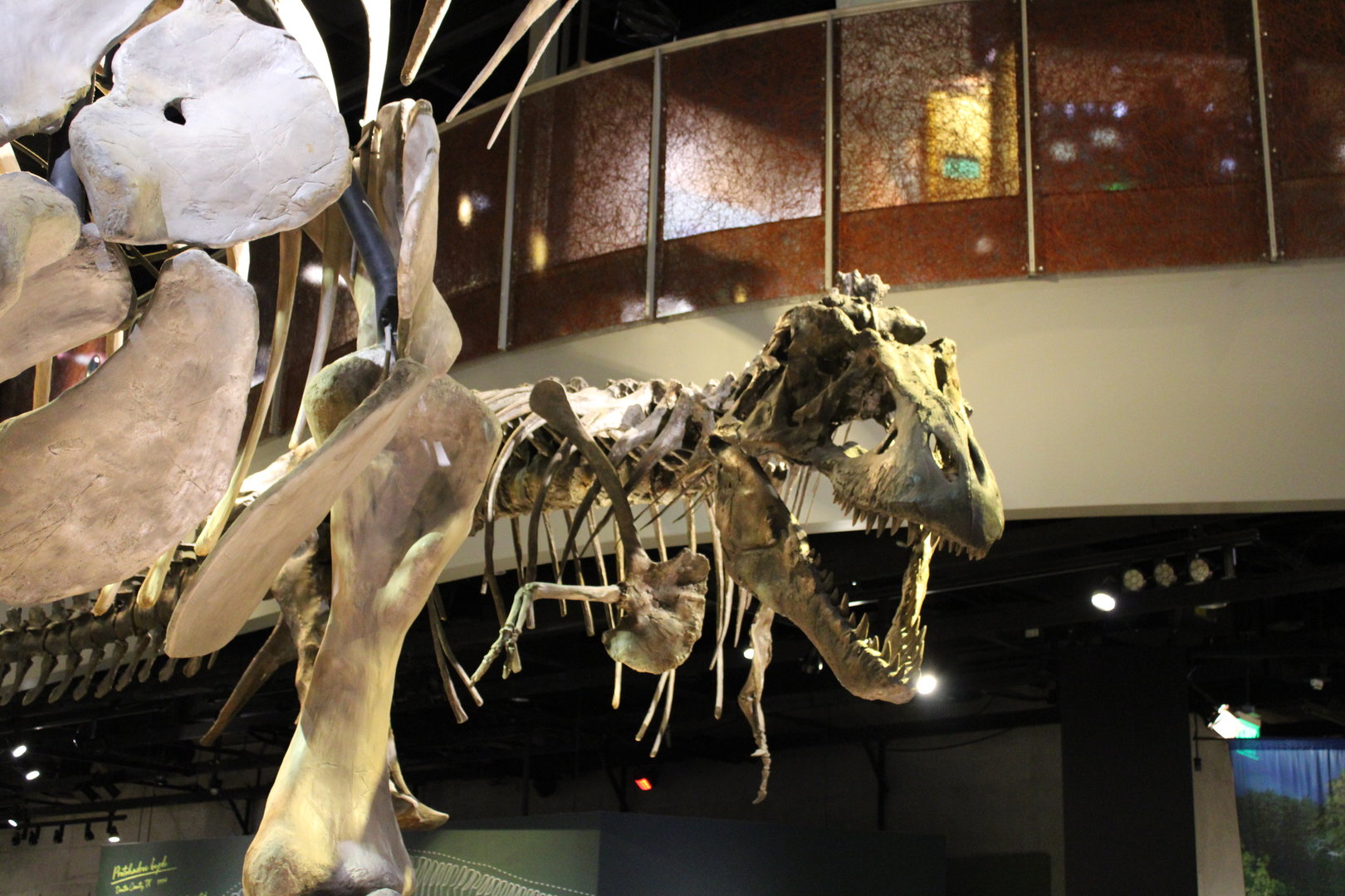 The Deadliest Predator to Walk the Earth (Tyrannosaurus rex)