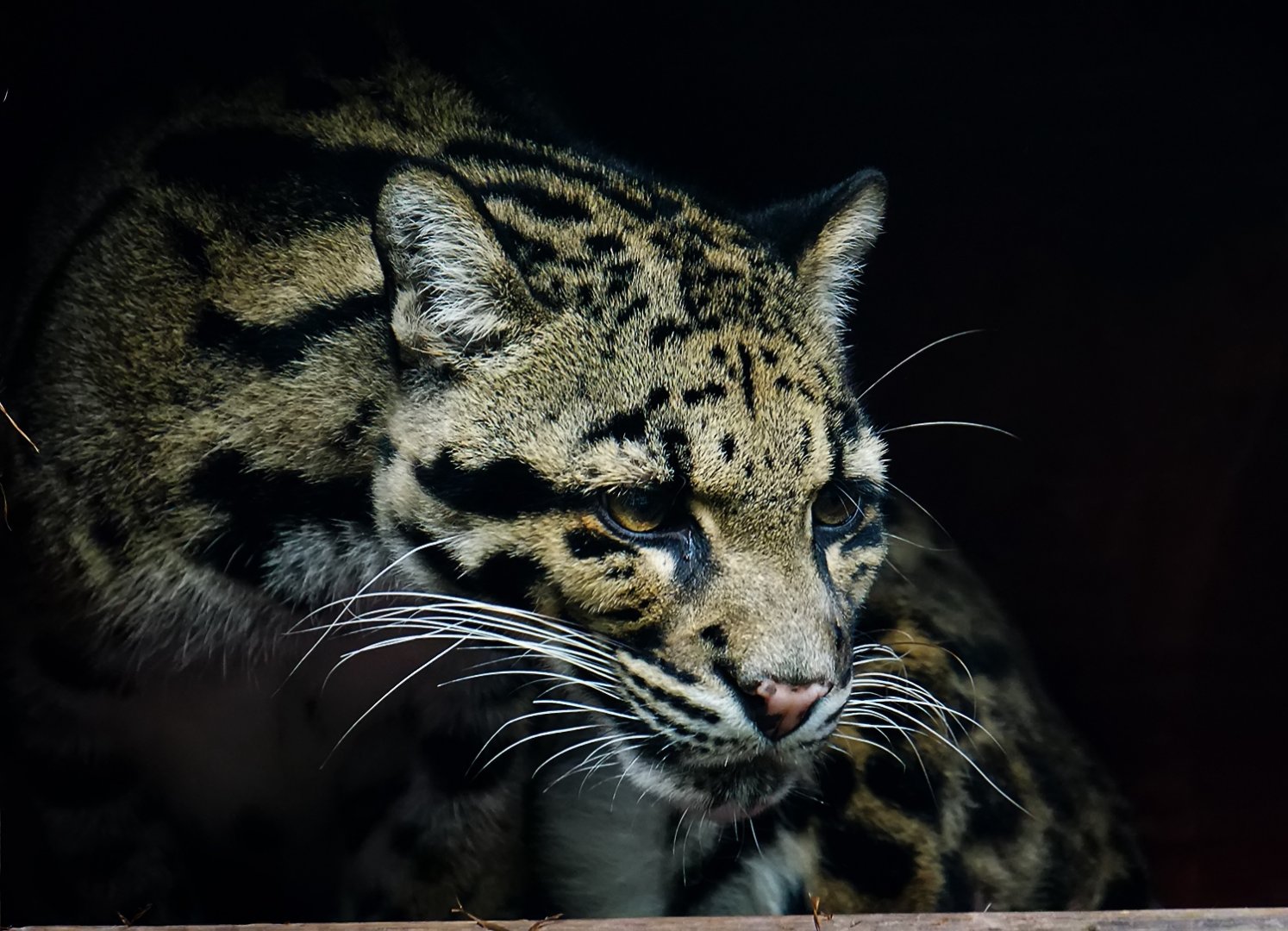 The deceased clouded leopard "Gangan"