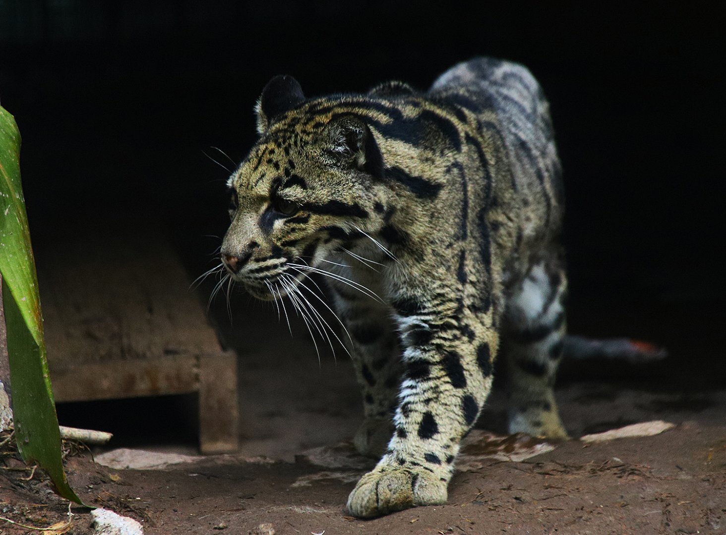 The deceased clouded leopard "Gangan"