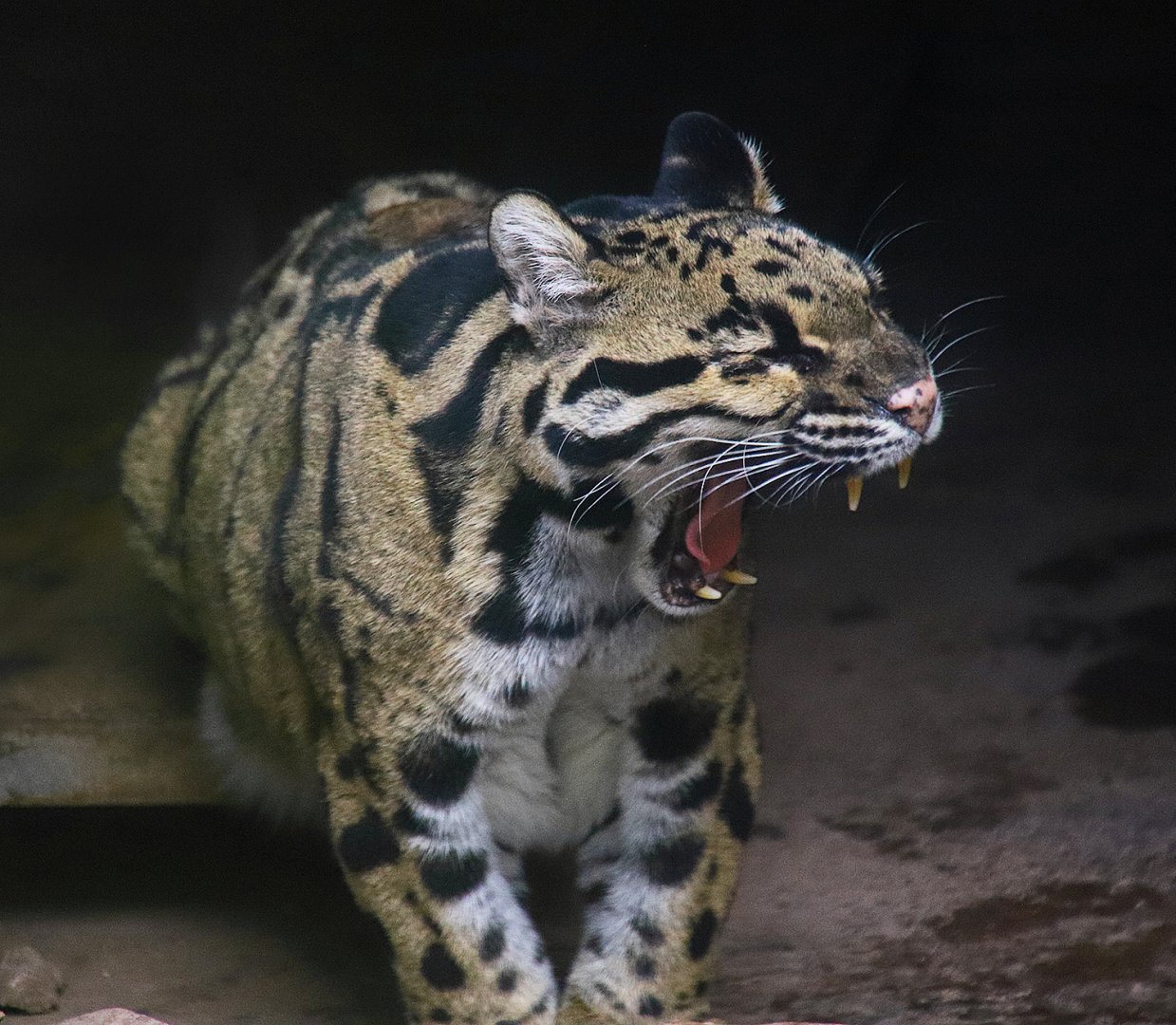 The deceased clouded leopard "Qiuqiu"