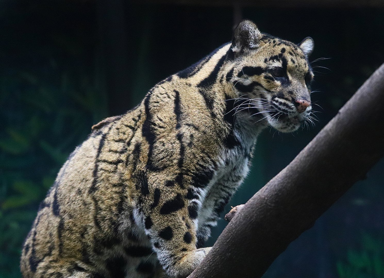The deceased clouded leopard "Qiuqiu"