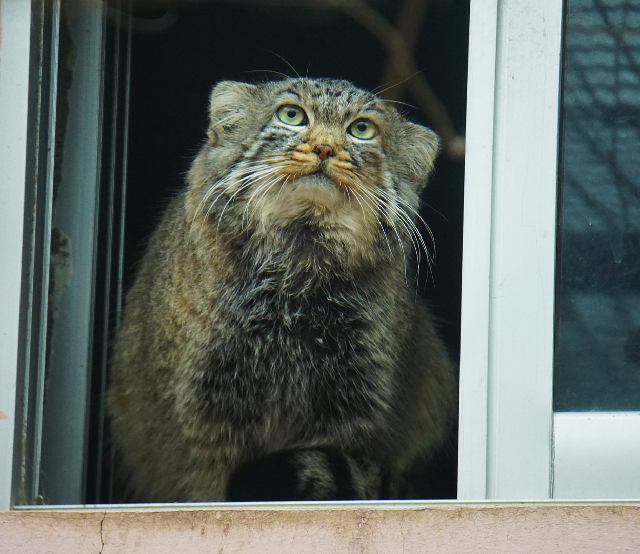 The deceased Pallas's cat 'Sun Shangxiang'