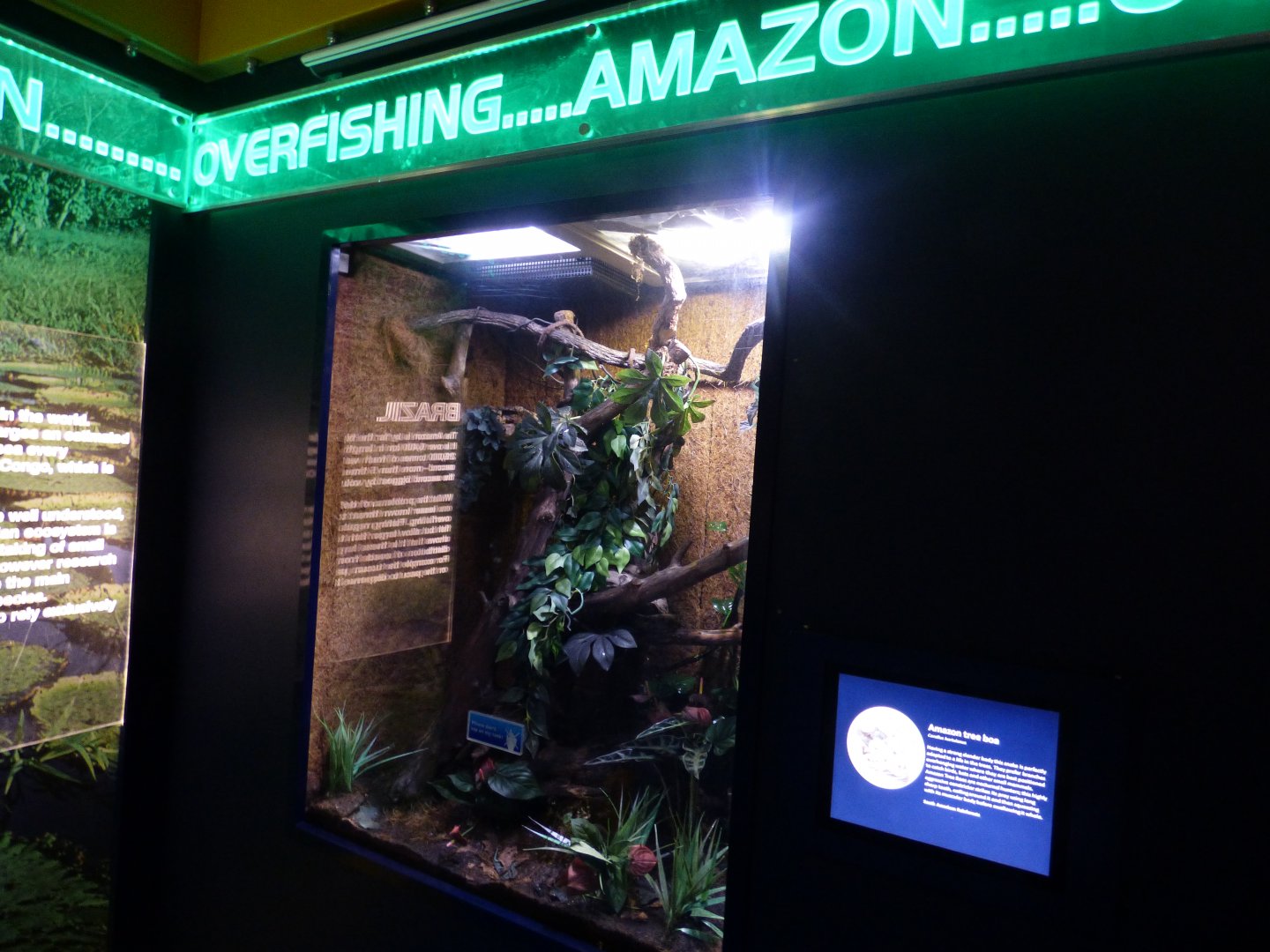 The Deep 2016: Amazon Tree Boa Exhibit
