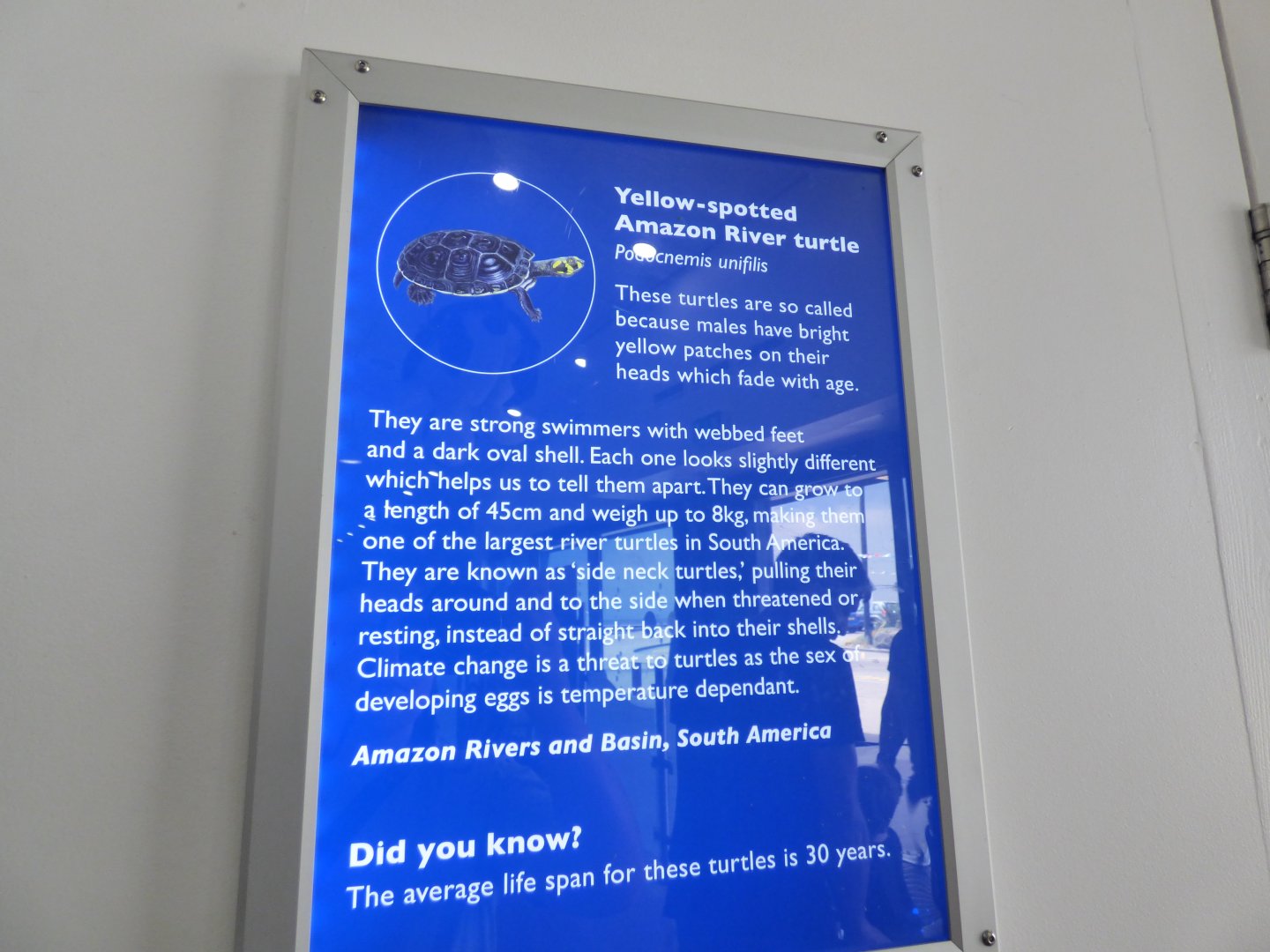 The Deep 2016: Yellow-Spotted Amazon River Turtle Signage