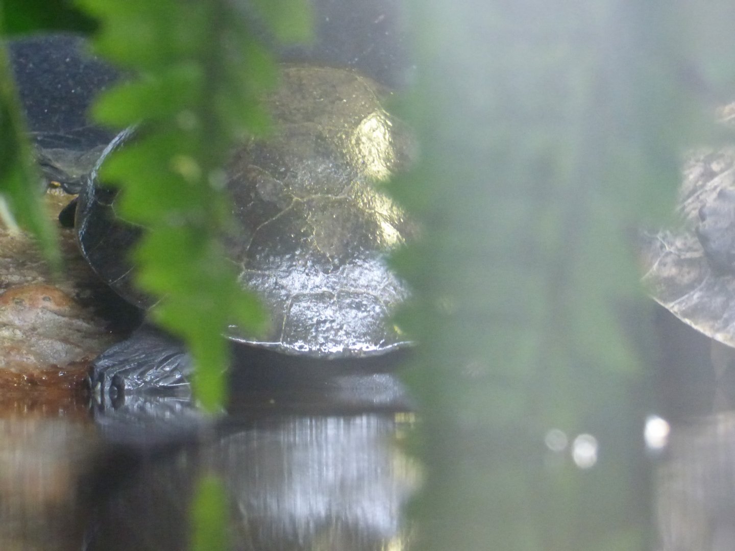 The Deep 2016: Yellow-Spotted Amazon River Turtle