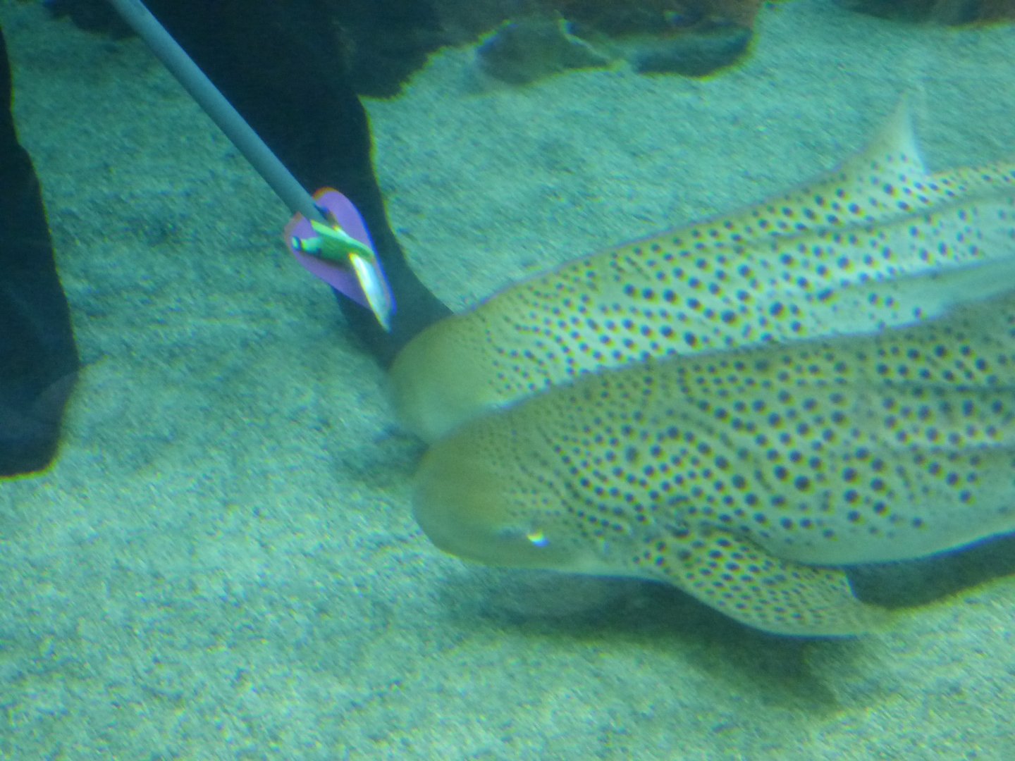 The Deep 2016: Zebra Shark Feeding