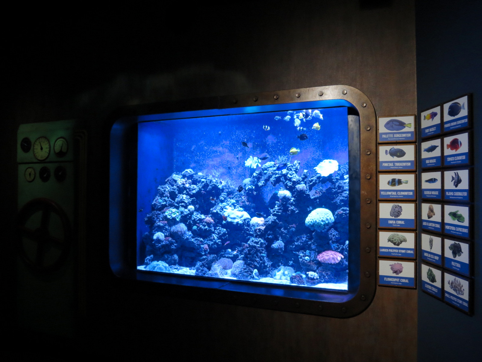 The Deep - Coral Exhibit