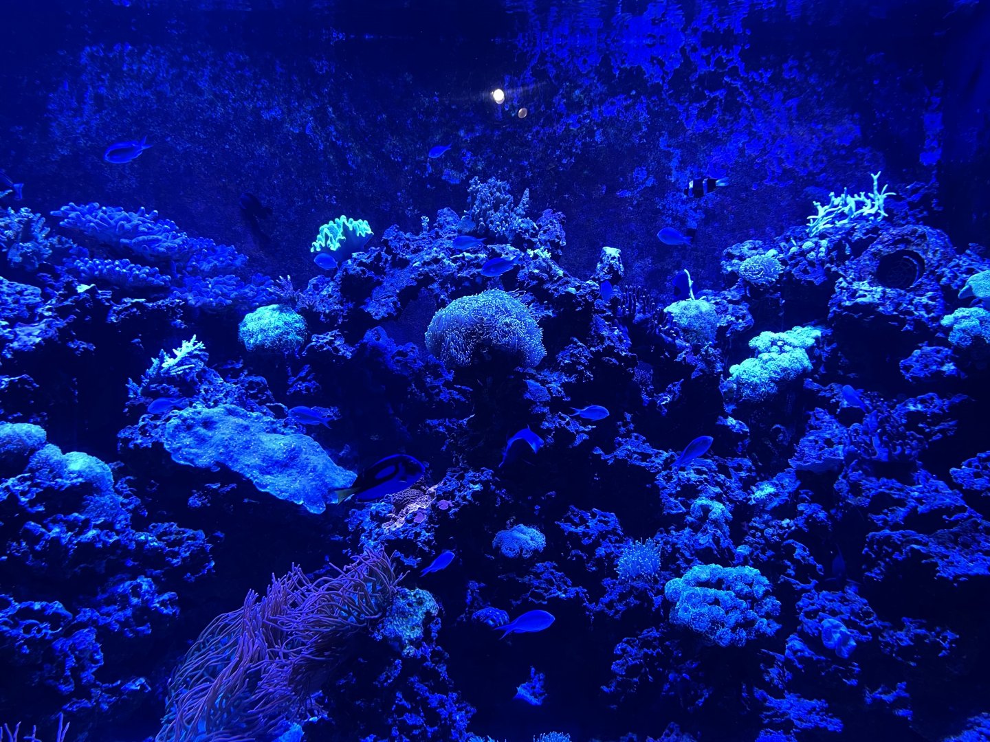 The Deep- Coral Reef Tank