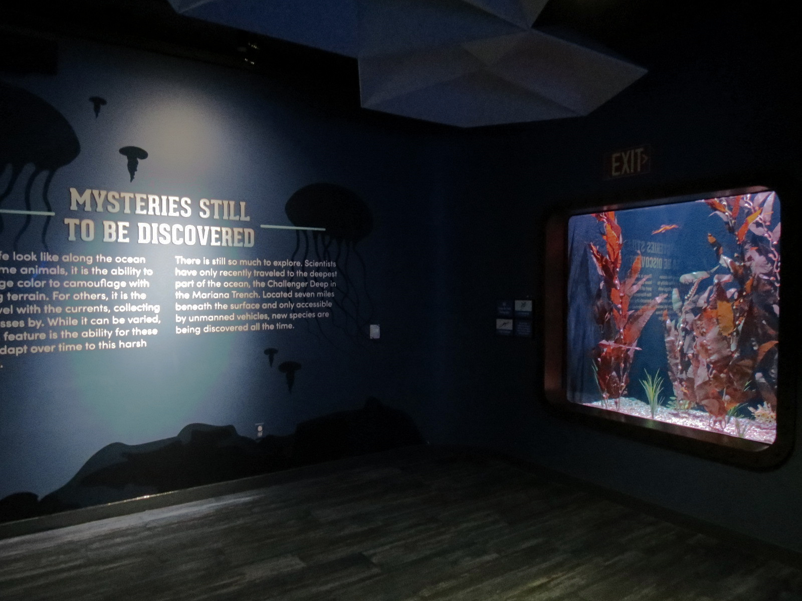 The Deep - Leafy and Weedy Seadragons Exhibit