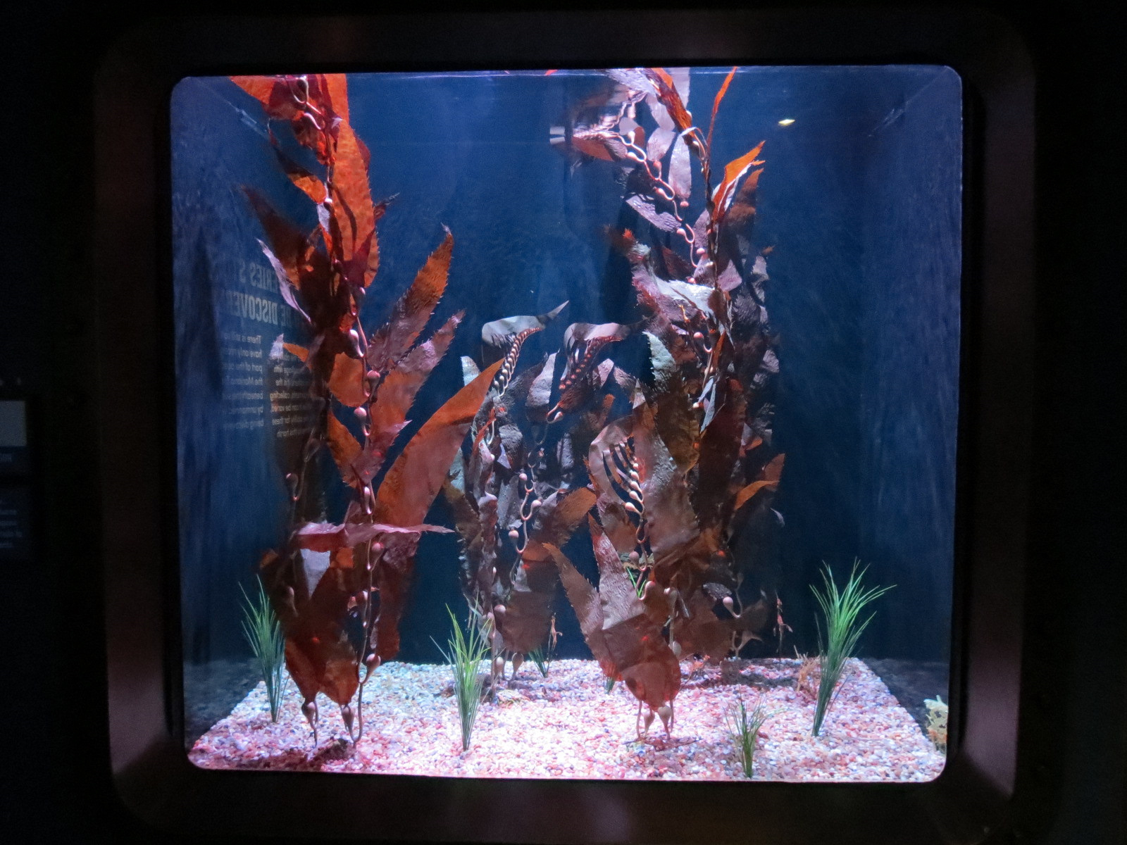 The Deep - Leafy and Weedy Seadragons Exhibit
