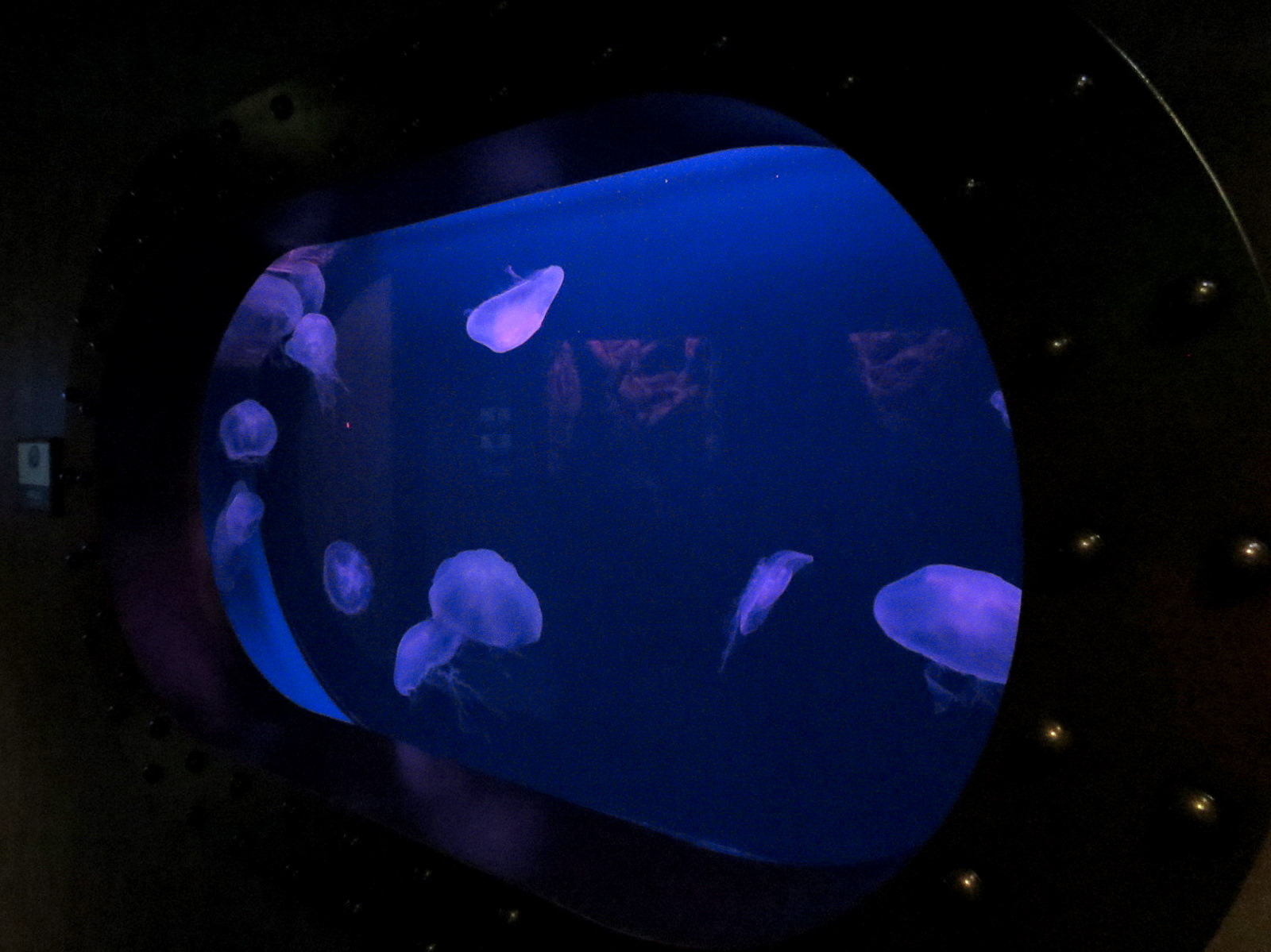 The Deep - Moon Jelly Exhibit