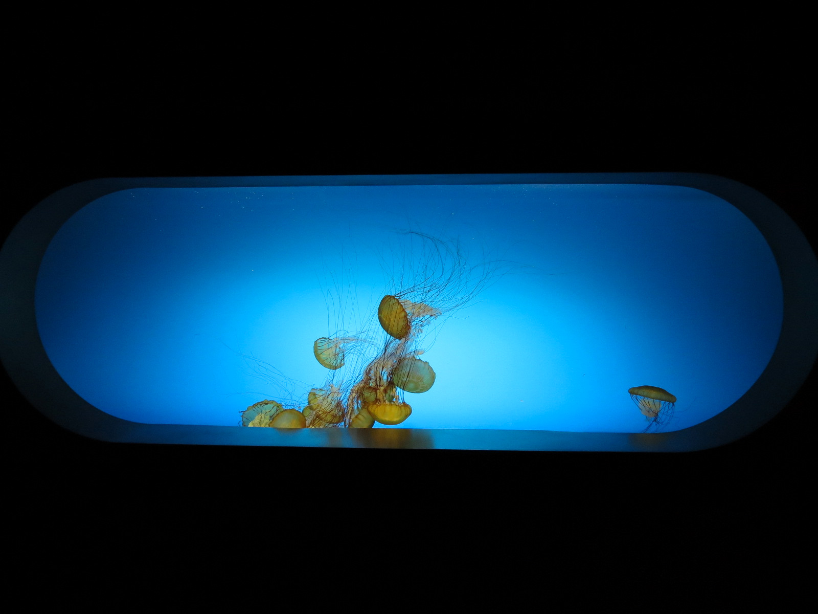 The Deep - Pacific Sea Nettle Exhibit