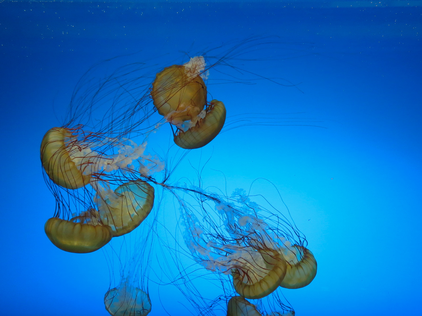 The Deep - Pacific Sea Nettle Exhibit