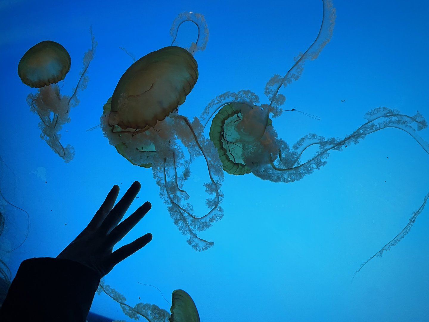 The Deep- Pacific Sea Nettles