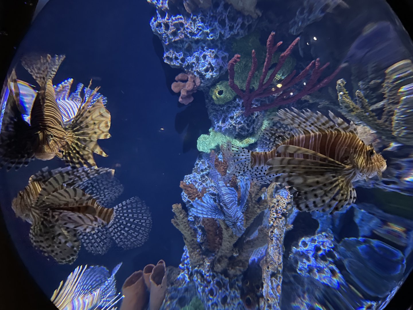 The Deep- Red Lionfish