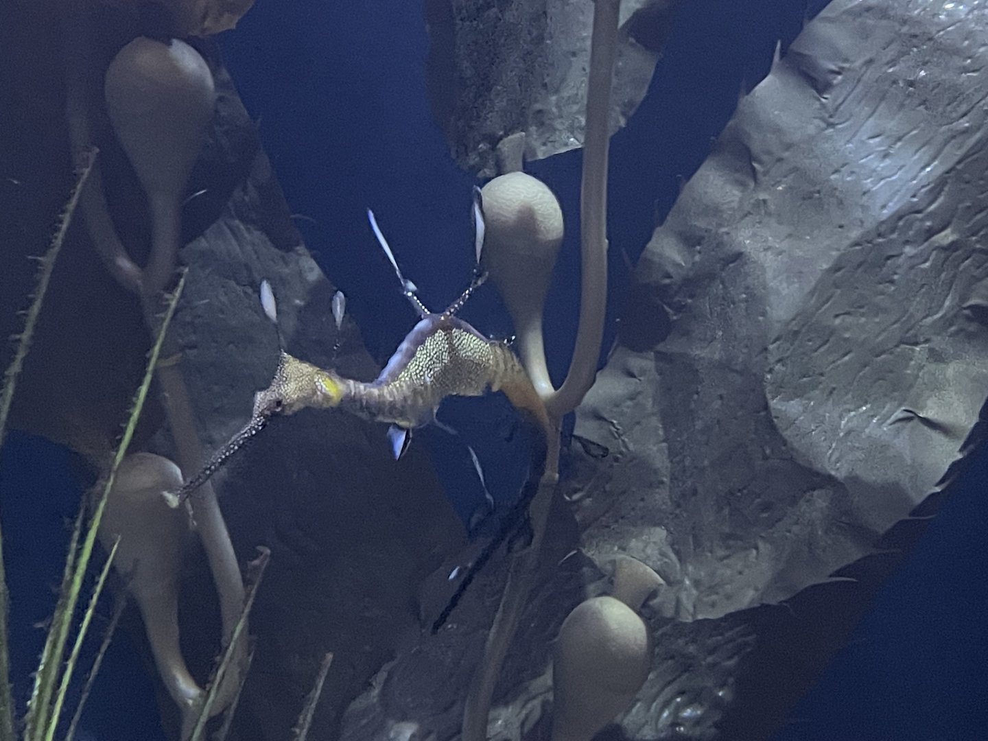 The Deep- Weedy Seadragon