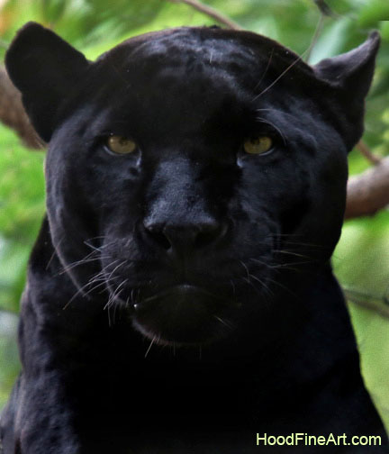 the definition of beauty