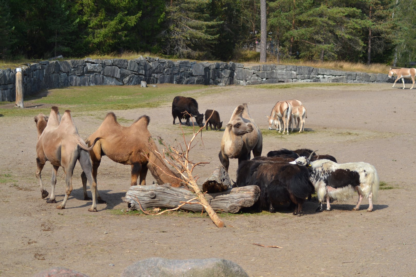The desert at Kolmården