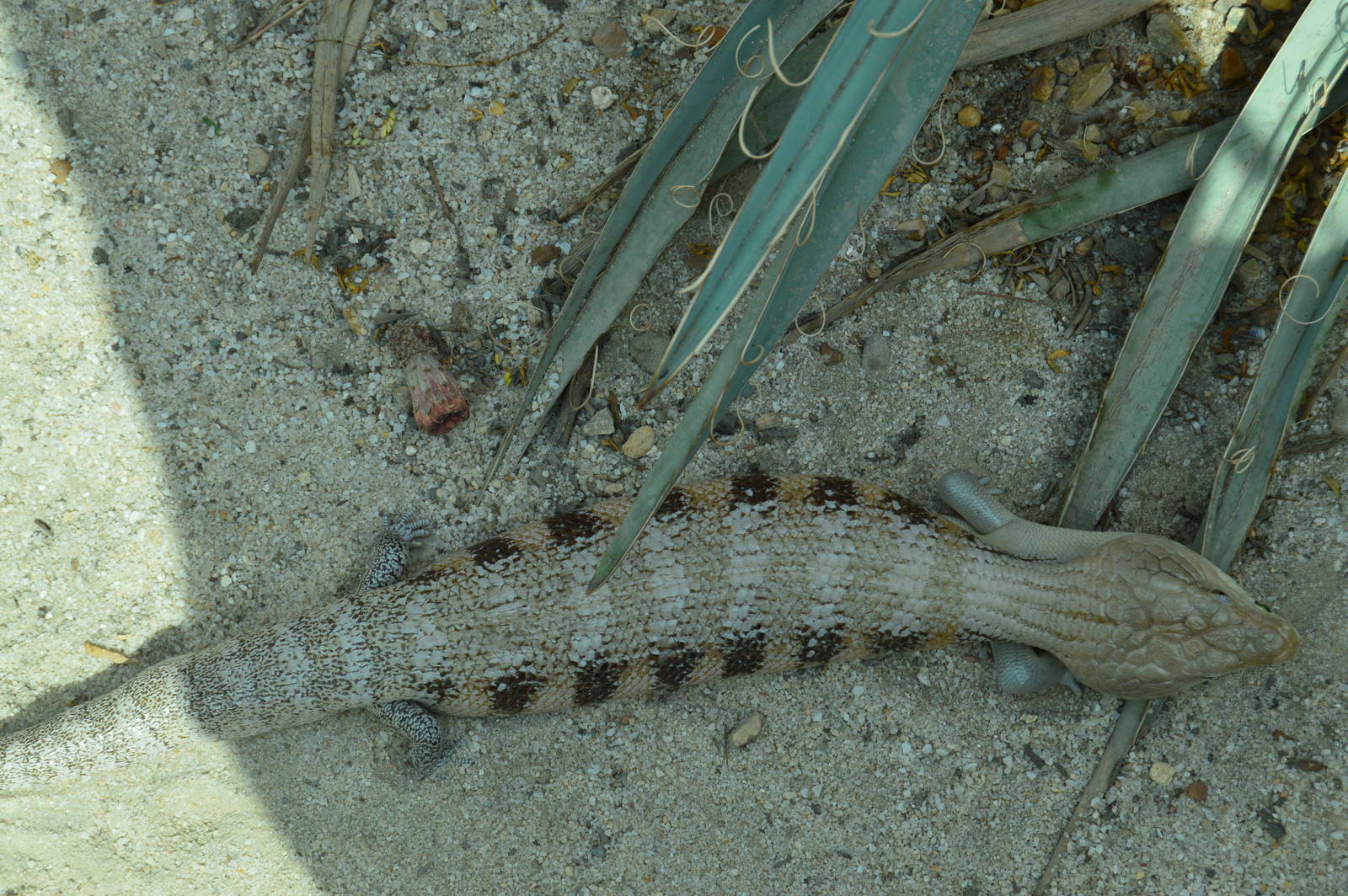 The Desert - Blue-tongued Skink