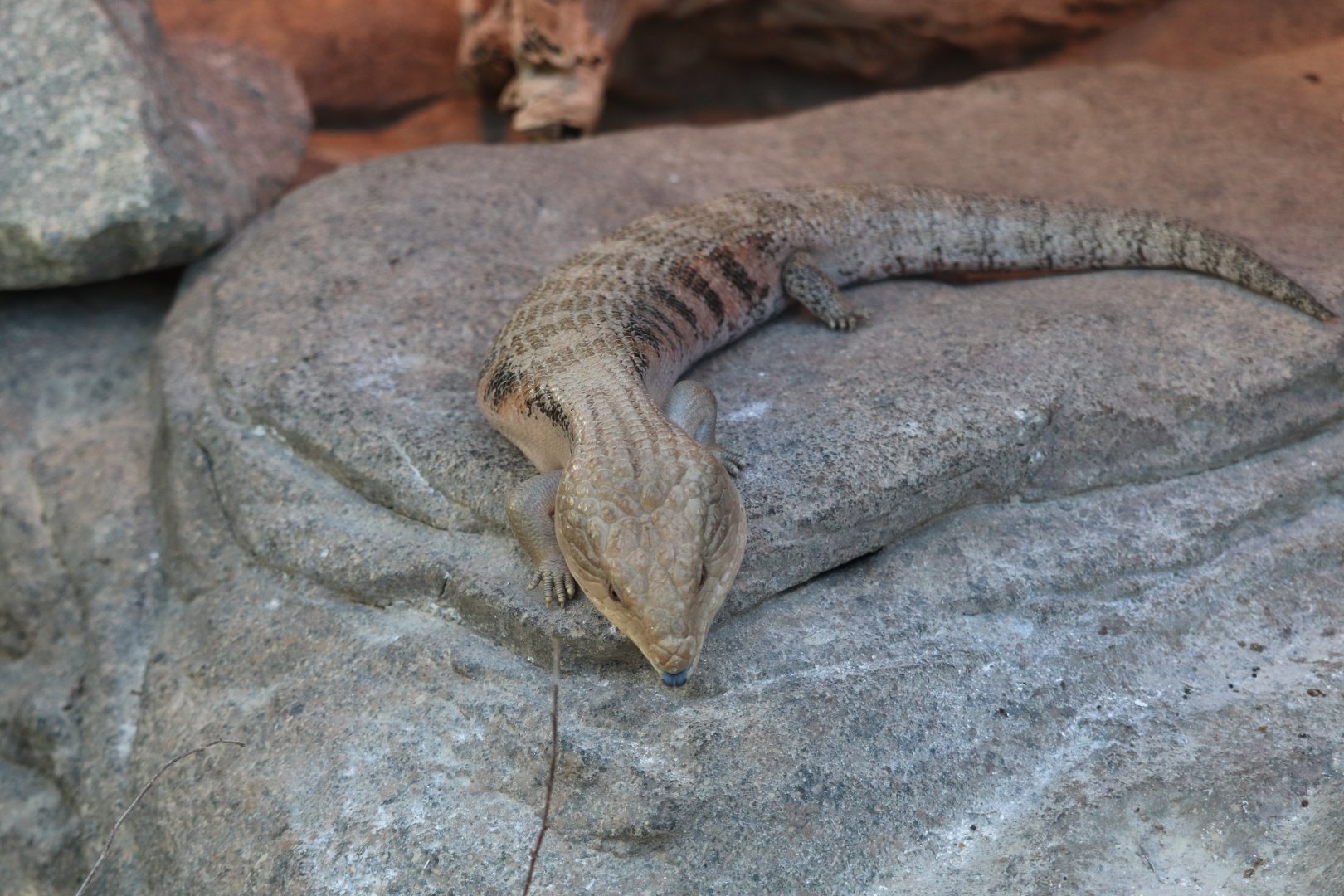 The Desert - Blue-Tongued Skink