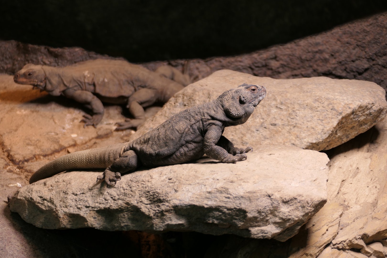 The Desert - Chuckwalla