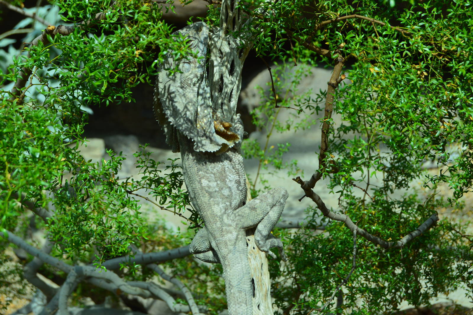 The Desert - Frill-necked Lizard