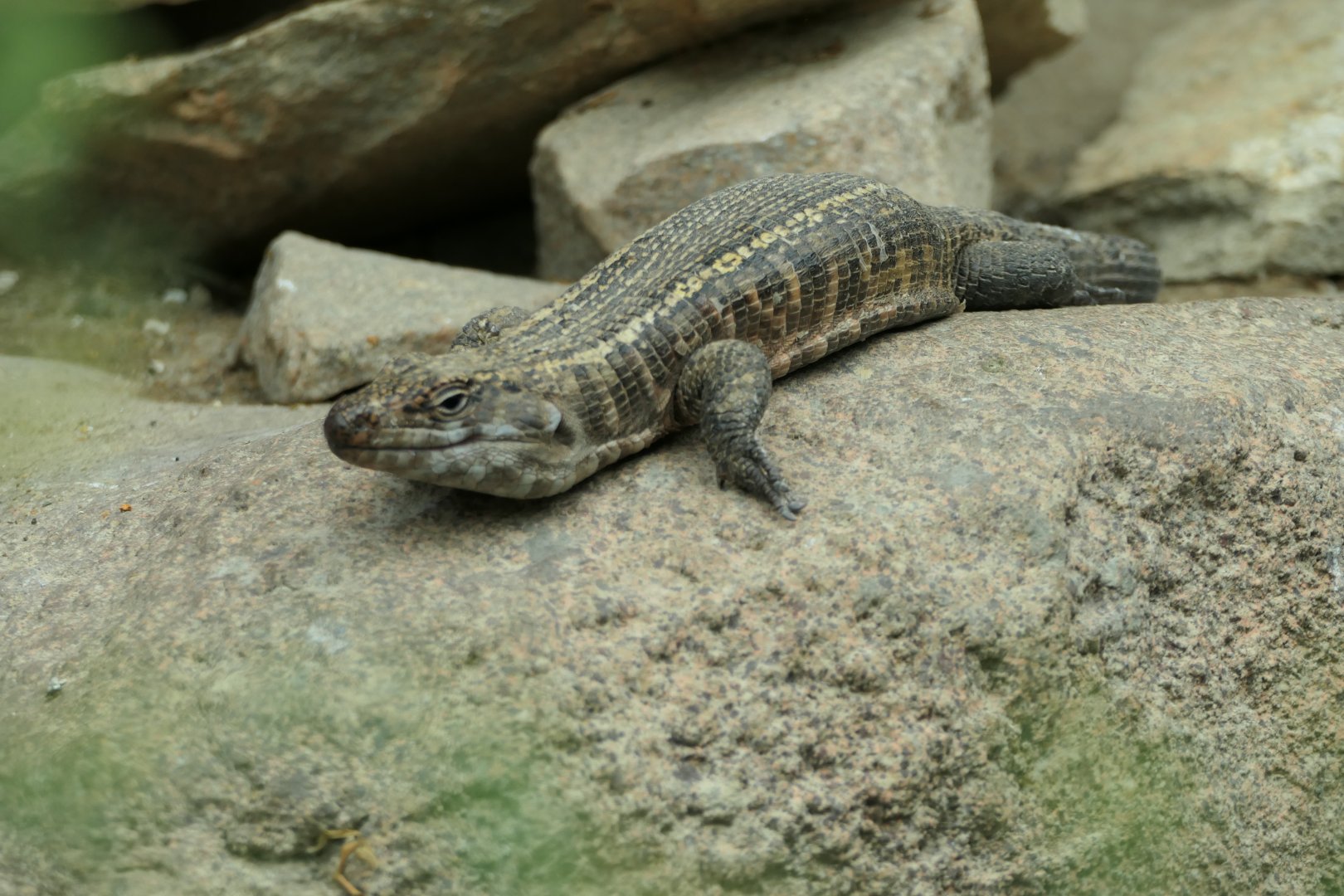 The Desert - Giant Plated Lizard