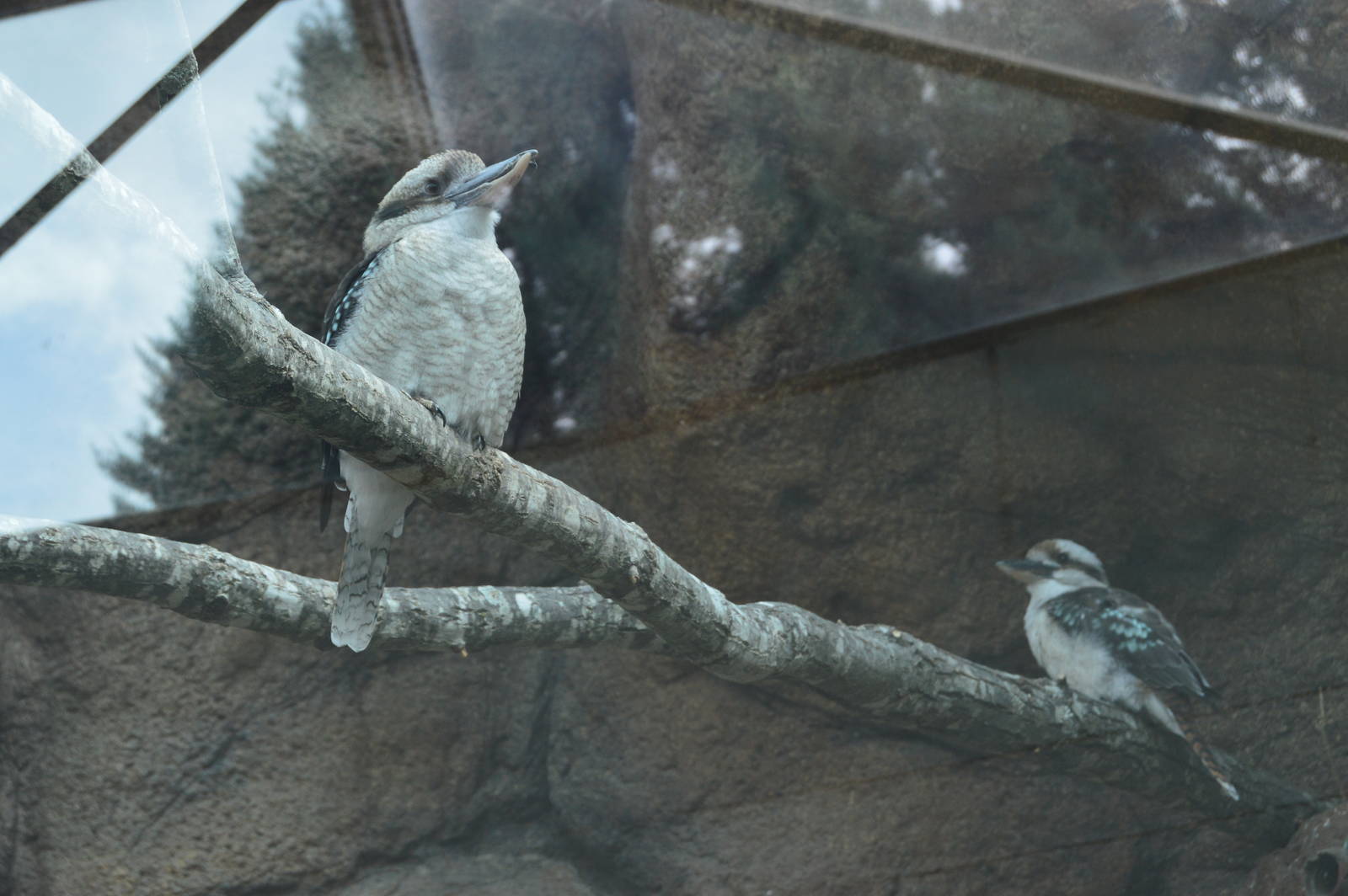 The Desert - Laughing Kookaburra