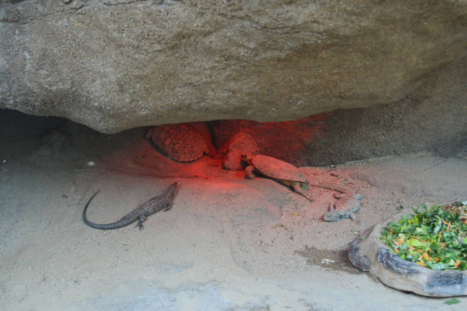 The Desert - Pancake Tortoise and Uromastyx ornata