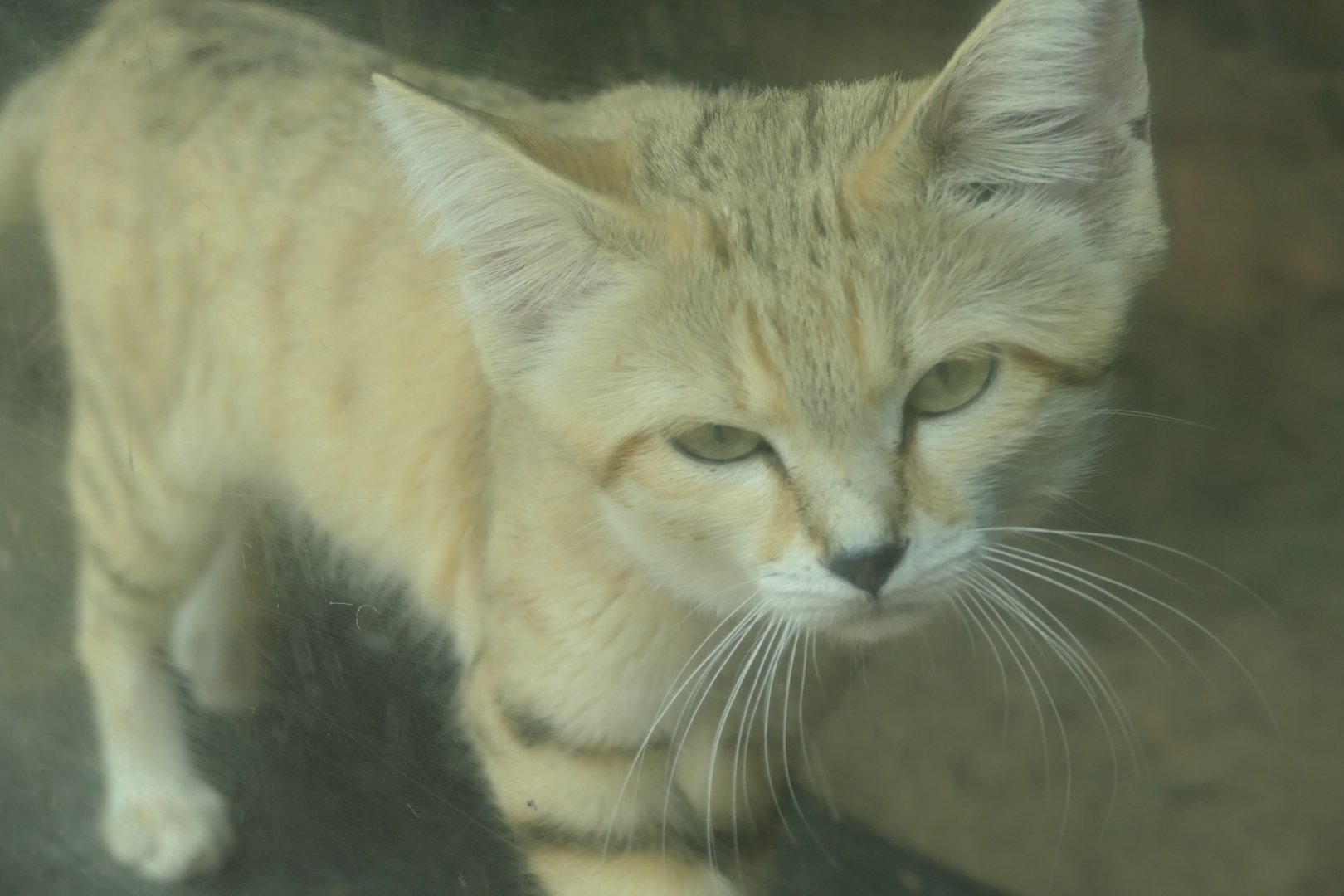 The Desert - Sand Cat