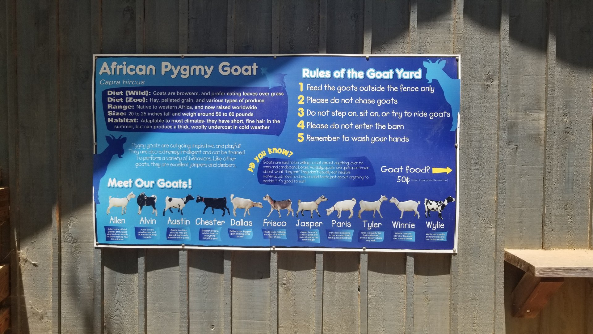 the different pygmy goats