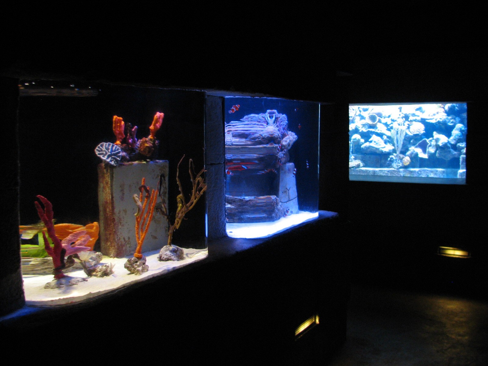 The Dig - Clownfish, Seahorse, and Small Reef Exhibits