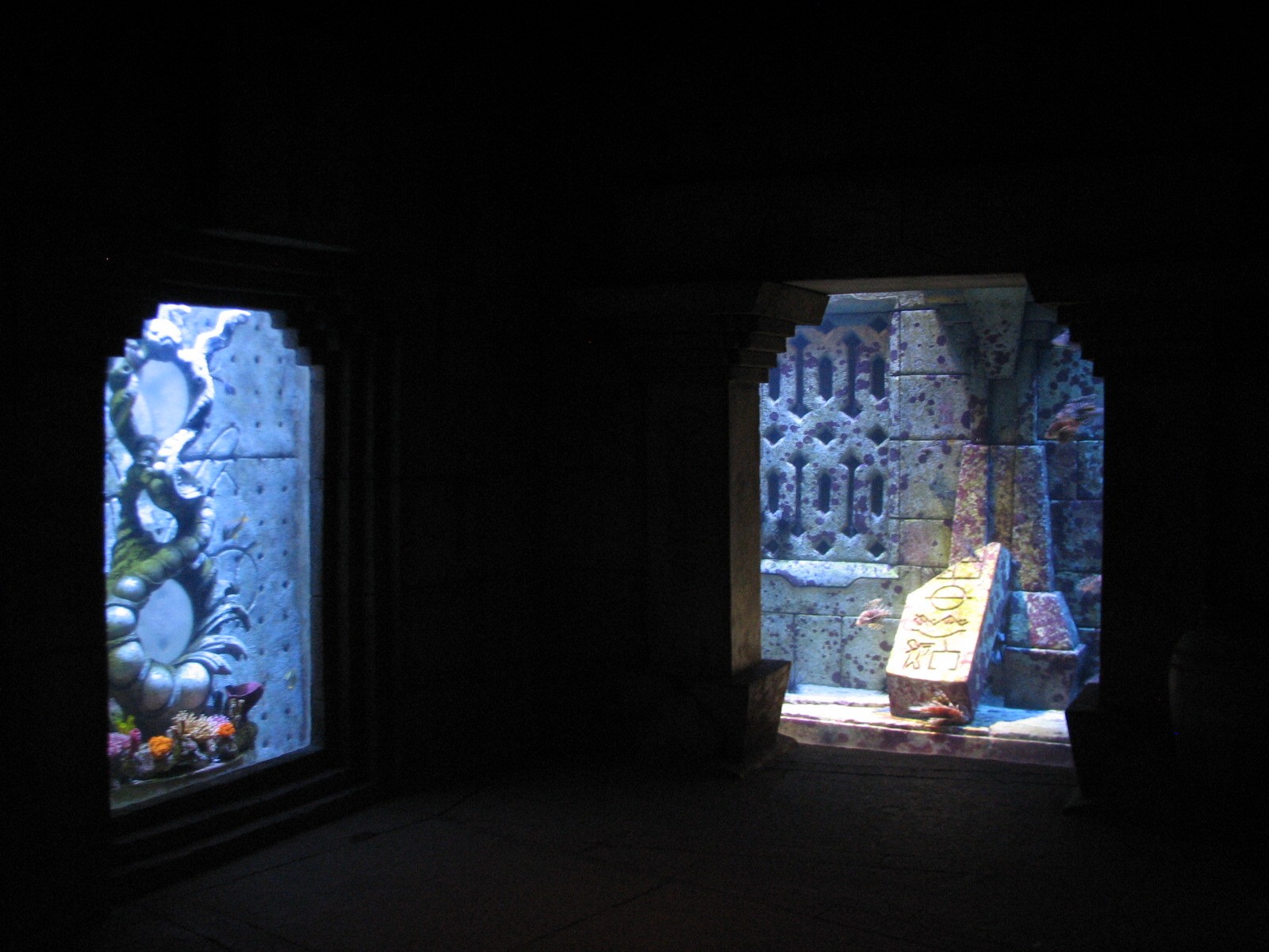 The Dig - Cuban Hogfish, Queen Angelfish, and Rock Beauty Exhibit and Lionf