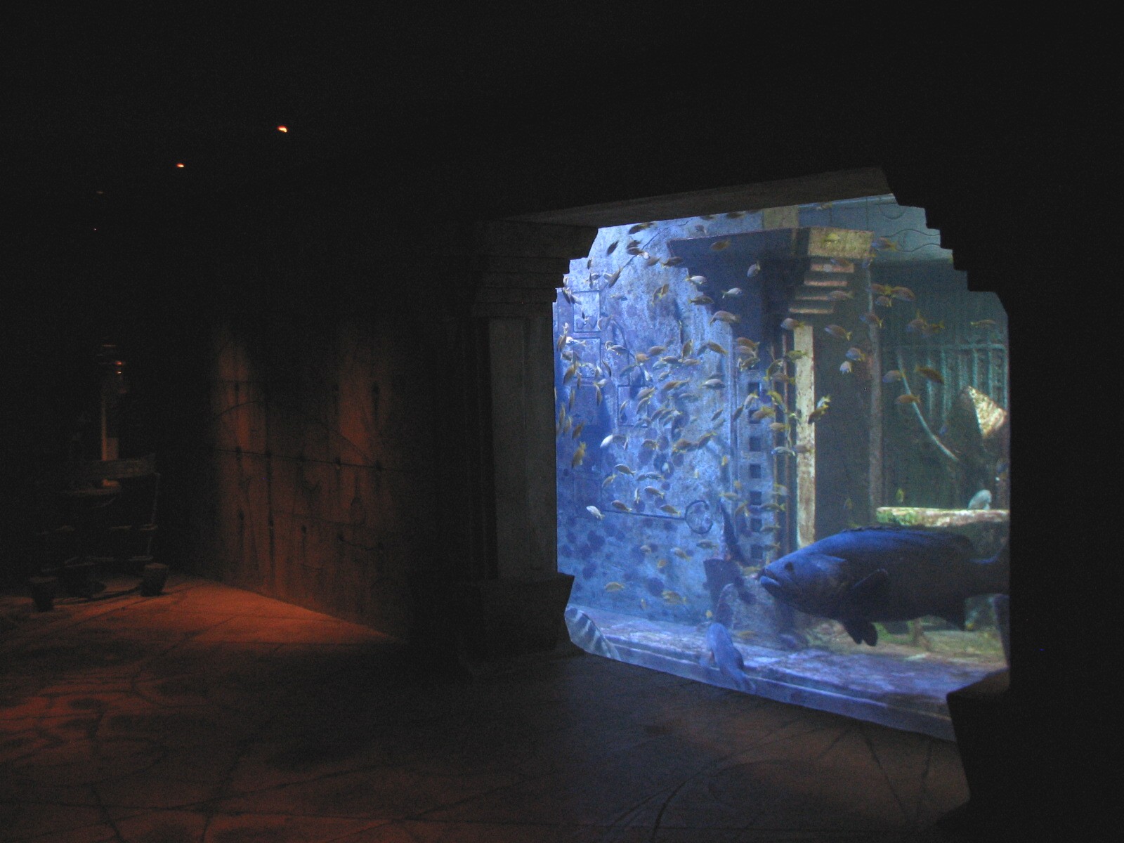 The Dig - Goliath and Nassau Grouper Exhibit