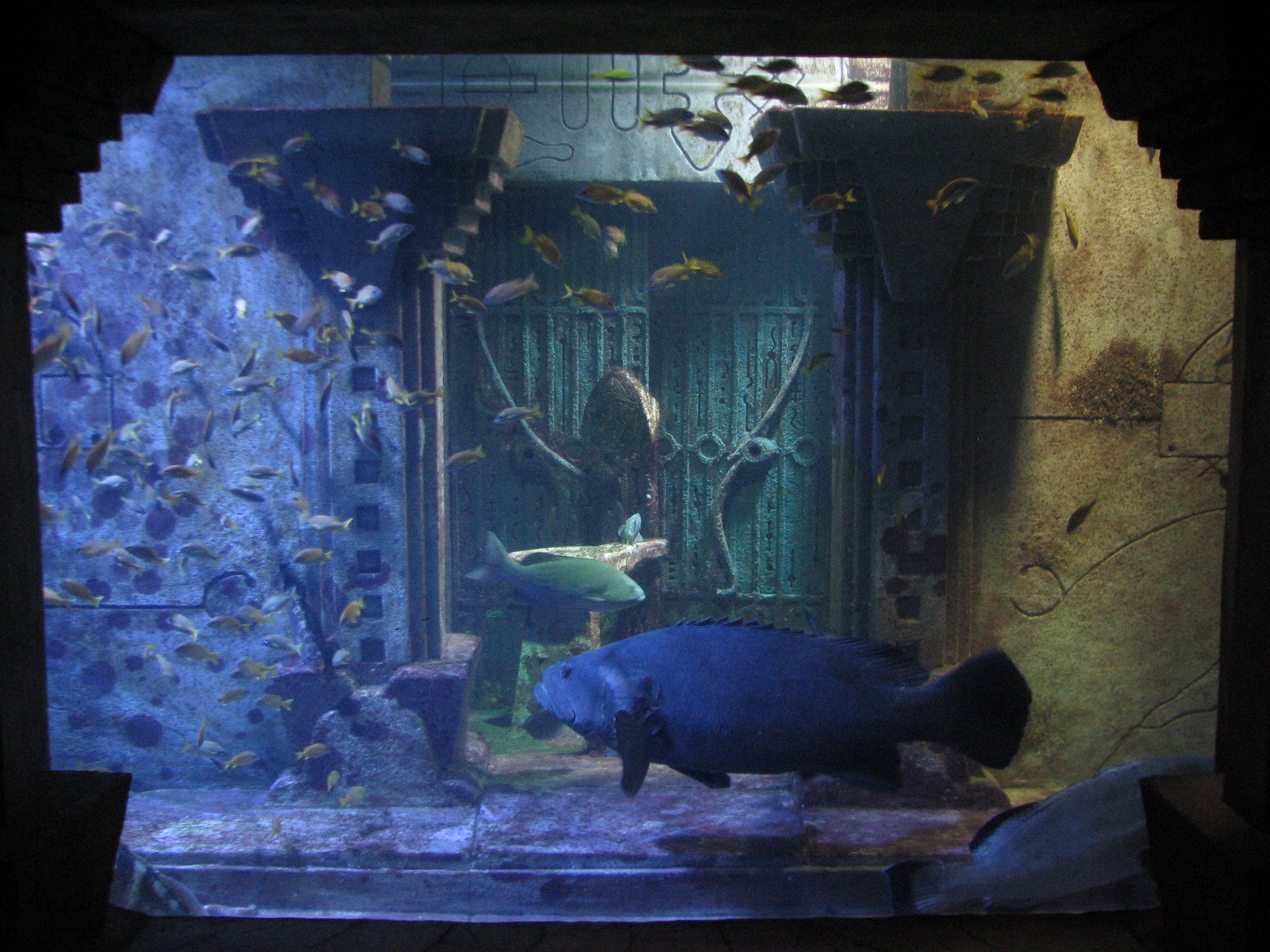 The Dig - Goliath and Nassau Grouper Exhibit