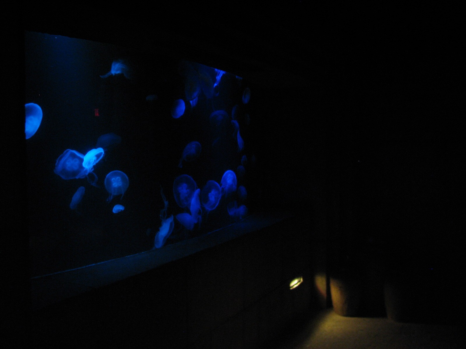 The Dig - Moon Jelly Exhibit