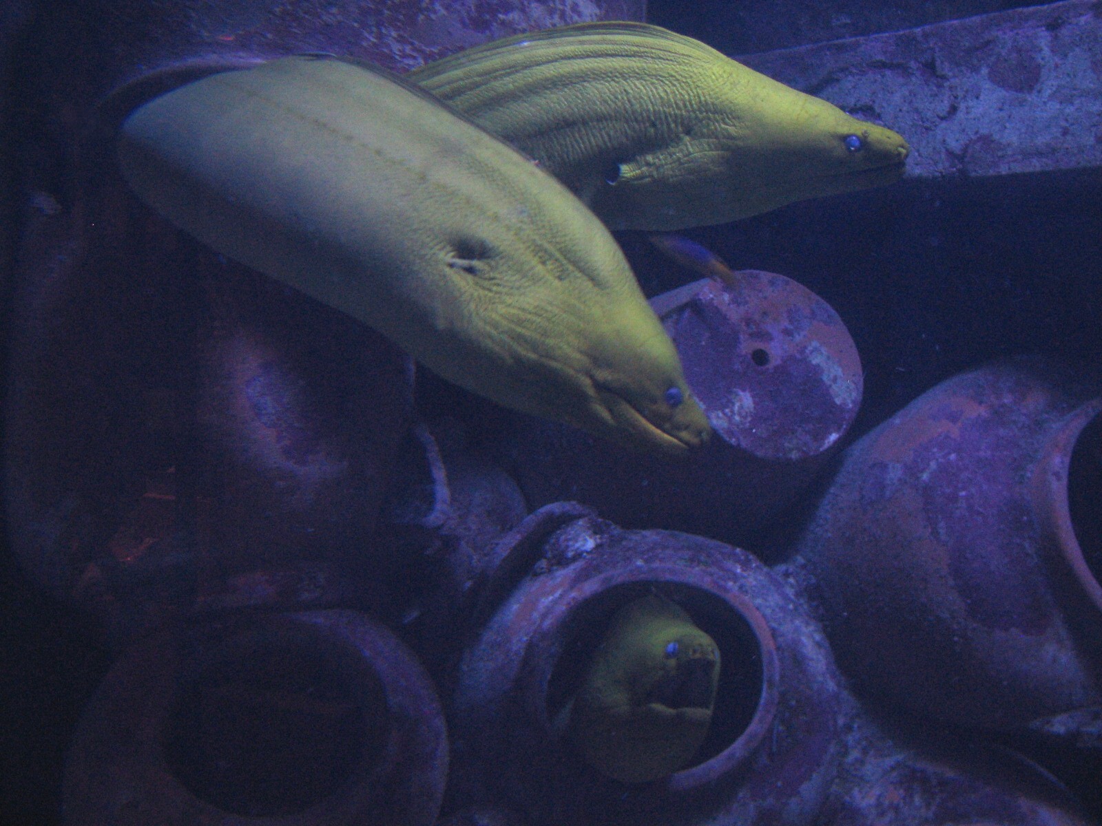 The Dig - Moray Eel Exhibit