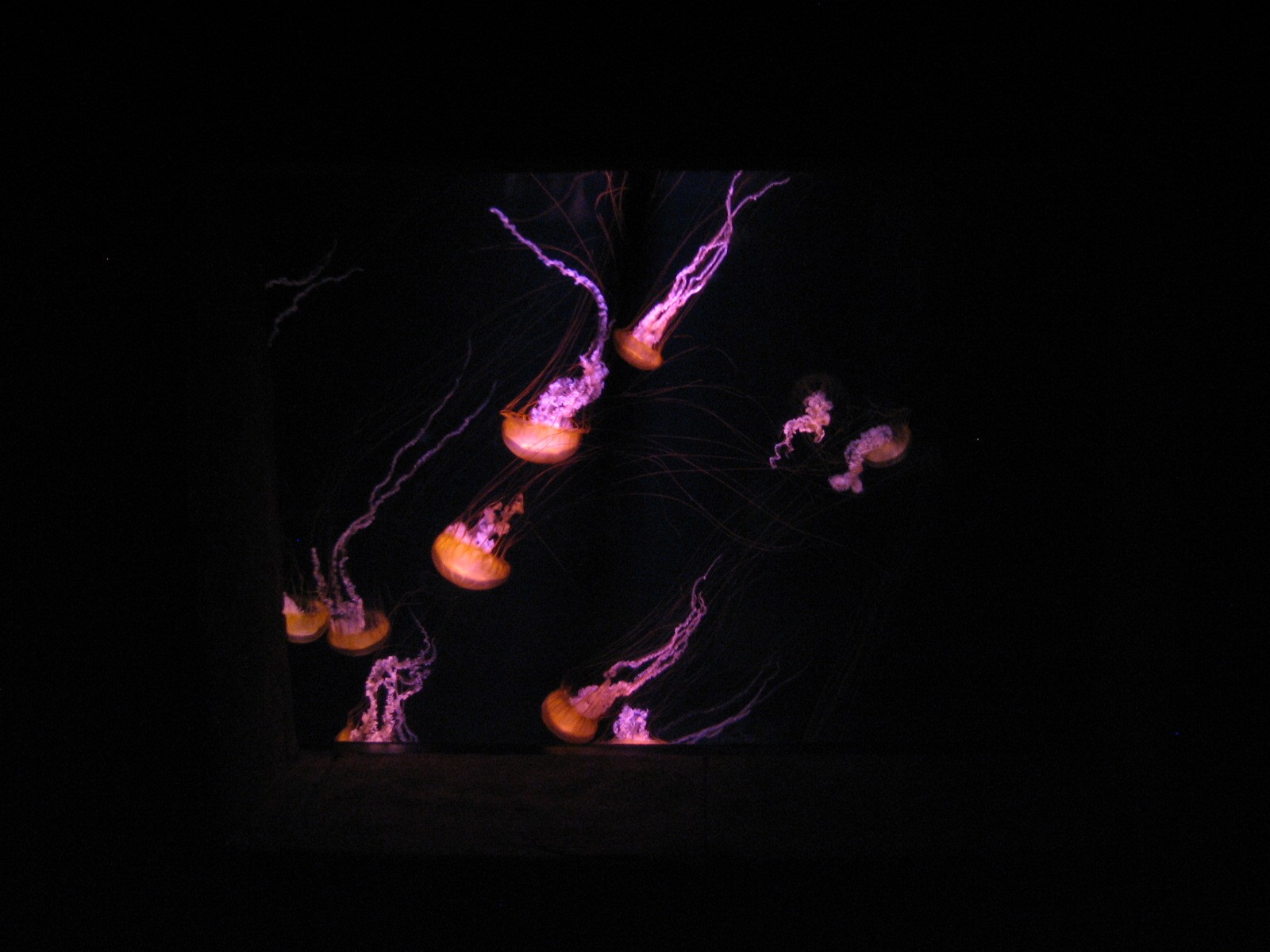 The Dig - Purple-striped Jellies Exhibit