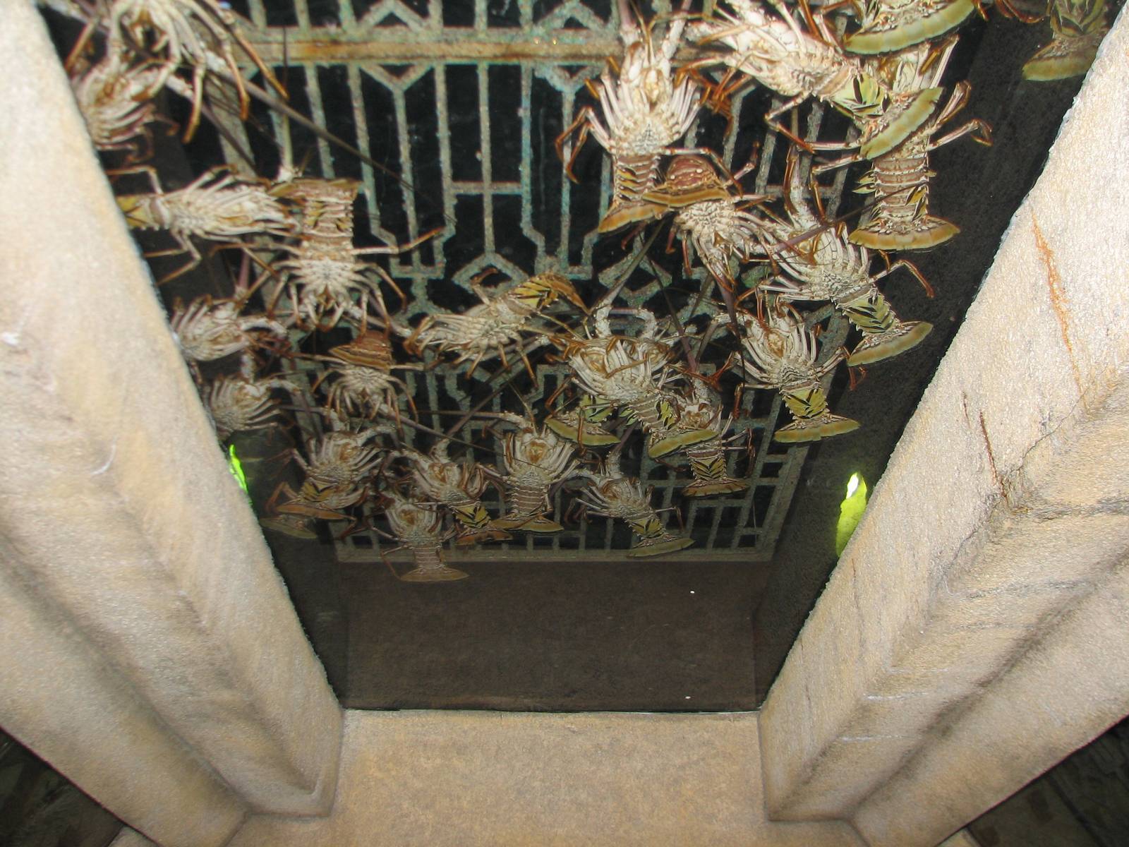 The Dig - Spiny Lobster Exhibit